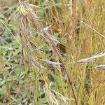 Attēlu rezultāti vaicājumam “Anisantha tectorum fruit”