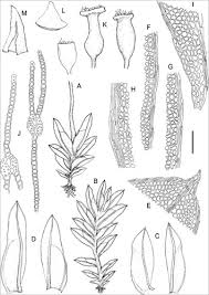 Attēlu rezultāti vaicājumam “Fissidens taxifolius sporophyte”