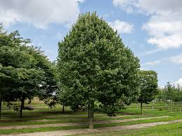 Attēlu rezultāti vaicājumam “Tilia”