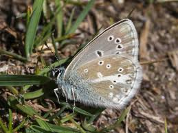 Attēlu rezultāti vaicājumam “Eumedonia eumedon underside”