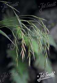 Attēlu rezultāti vaicājumam “Brachypodium sylvaticum”