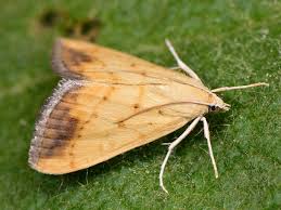 Attēlu rezultāti vaicājumam “Evergestis extimalis”