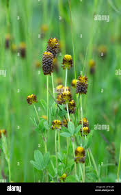 Attēlu rezultāti vaicājumam “Trifolium spadiceum leaf”