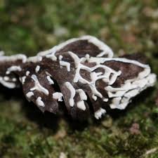 Attēlu rezultāti vaicājumam “Craterium minutum young”