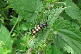 Attēlu rezultāti vaicājumam “Leptura quadrifasciata”