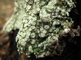 Attēlu rezultāti vaicājumam “Pertusaria albescens”