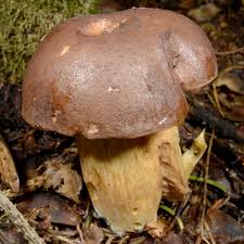 Attēlu rezultāti vaicājumam “Boletales”