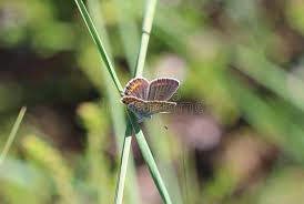 Attēlu rezultāti vaicājumam “Plebejus argus”