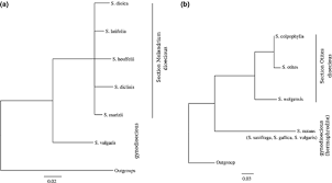 Attēlu rezultāti vaicājumam “Silene wolgensis”