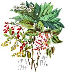 Attēlu rezultāti vaicājumam “Berberidaceae”