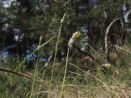 Attēlu rezultāti vaicājumam “Carex ericetorum”