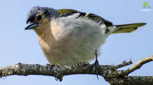 Attēlu rezultāti vaicājumam “Fringilla coelebs nest”
