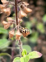 Attēlu rezultāti vaicājumam “Barbeyella minutissima macro”
