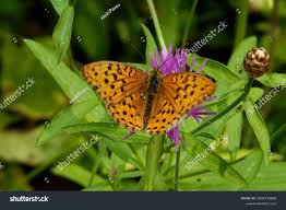 Attēlu rezultāti vaicājumam “Argynnis laodice”