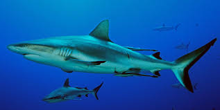Image result for Carcharhinus amblyrhynchos