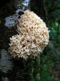 Attēlu rezultāti vaicājumam “Clavicorona pyxidata”