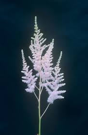 Attēlu rezultāti vaicājumam “Astilbe chinensis bud”