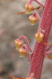 Attēlu rezultāti vaicājumam “Pyrolaceae”