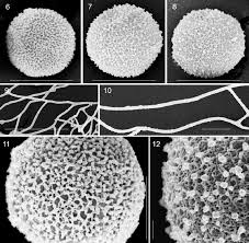 Attēlu rezultāti vaicājumam “Didymium squamulosum spores”