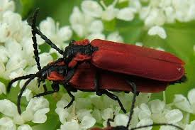 Attēlu rezultāti vaicājumam “Lygistopterus sanguineus”