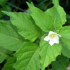 Attēlu rezultāti vaicājumam “Physalis alkekengi flower”