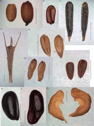Attēlu rezultāti vaicājumam “Filipendula vulgaris fruit”