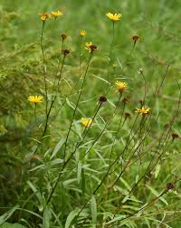 Image result for Buphthalmum salicifolium