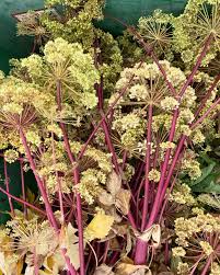 Attēlu rezultāti vaicājumam “Angelica archangelica leaf”