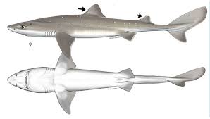 Image result for Squalus acanthias