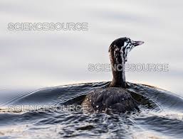 Attēlu rezultāti vaicājumam “Podiceps cristatus juvenile”