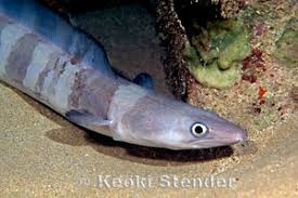 Image result for Conger conger