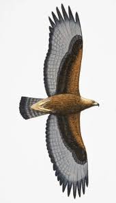 Attēlu rezultāti vaicājumam “Buteo buteo adult”