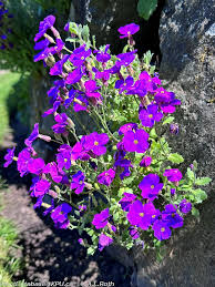 Image result for Aubrieta hybrida (cultorum)