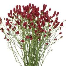 Attēlu rezultāti vaicājumam “Sanguisorba officinalis bud”