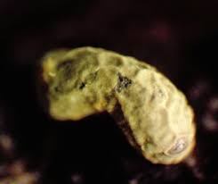 Attēlu rezultāti vaicājumam “Physarum luteolum macro”