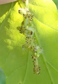 Attēlu rezultāti vaicājumam “Andricus foecundatrix”