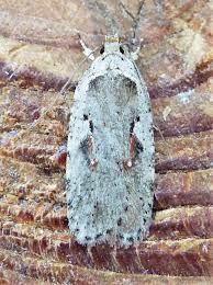 Attēlu rezultāti vaicājumam “Agonopterix alstromeriana”