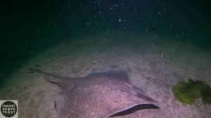 Image result for Dipturus batis