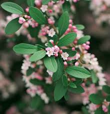 Attēlu rezultāti vaicājumam “Cotoneaster divaricatus”
