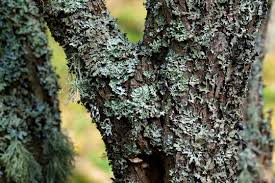 Attēlu rezultāti vaicājumam “Parmelia sulcata”