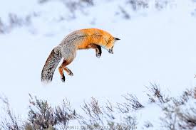 Attēlu rezultāti vaicājumam “Vulpes vulpes  adult”