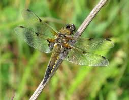 Attēlu rezultāti vaicājumam “Libellula quadrimaculata”