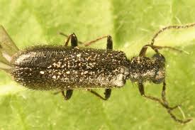 Attēlu rezultāti vaicājumam “Dasytes caeruleus imago”