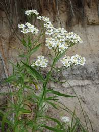 Attēlu rezultāti vaicājumam “Achillea salicifolia leaf”