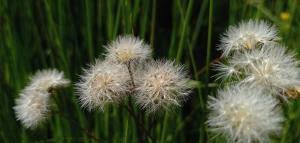 Attēlu rezultāti vaicājumam “Crepis paludosa fruit”