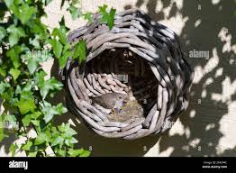Attēlu rezultāti vaicājumam “Muscicapa striata nest”