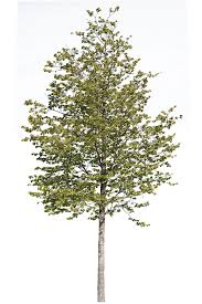 Attēlu rezultāti vaicājumam “Tilia platyphyllos subsp. platyphyllos”