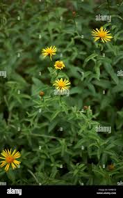 Attēlu rezultāti vaicājumam “Inula salicina leaf”