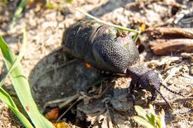 Attēlu rezultāti vaicājumam “Meloe sp.”