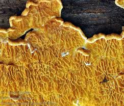 Attēlu rezultāti vaicājumam “Pseudomerulius aureus”